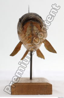 Common chub Squalius cephalus head whole body 0001.jpg